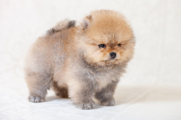 One amazing  beigebreed pomeranian dog is looking to camera.  Cutout puppy side-view of dwarf Spitz on cream background for website, online  catalog.