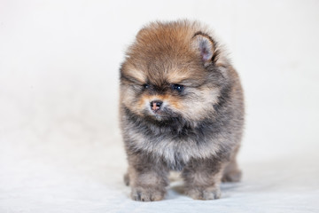 One amazing  brown breed pomeranian dog is looking to camera.  Cutout puppy front-view of dwarf Spitz on cream background for website, online  catalog.