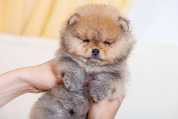 One amazing  beige breed pomeranian dog is looking to camera.  Cute puppy of dwarf Spitz in hands for website, online  catalog.