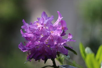 lilac flowers in the garden