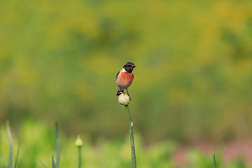 Siberian Stonechat sitting in a flower