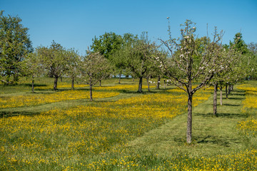 Baumgrundstück im Frühjahr