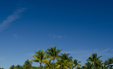 Fototapeta na wymiar Coconut trees with blue sky background