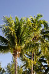 Obraz na płótnie Canvas Coconut trees with blue sky background