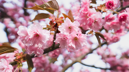 Closeup pink flower Cherry Blossoms  in spring