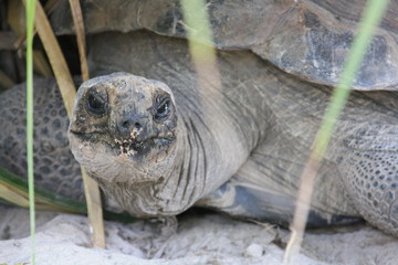 tortoise