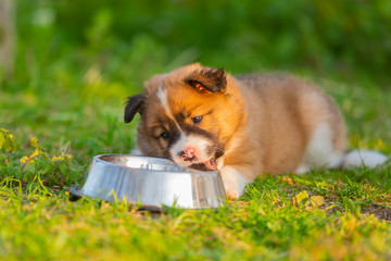 cute elo puppy licks at a feeding bowl