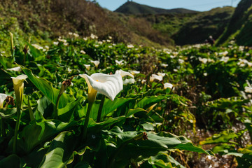Calla Lily Valley