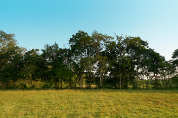 Tropical forests and clear skies      