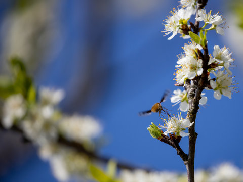 Ein Wollschweber saugt im Flug an einer weissen Bl&uuml;te in der R&uuml;ckansicht vor blauem Hintergrund