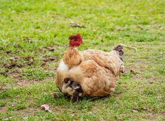 Hen with chick, Santo Domingo, Sierra Maestra, Granma Province, Cuba