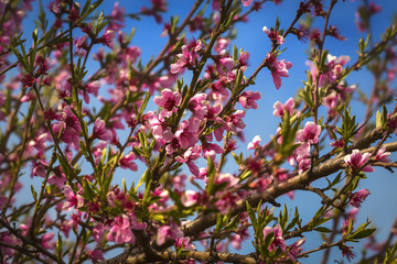Beautiful peach blossom in spring time over blue sky. Blossom tree over nature background