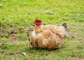 Hen with chick, Santo Domingo, Sierra Maestra, Granma Province, Cuba