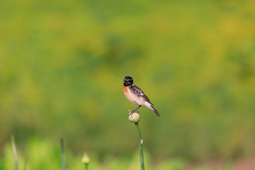 Siberian Stonechat sitting in a flower