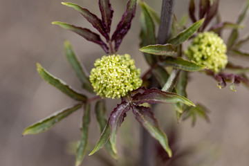 Flowering tree in the forest in early spring.