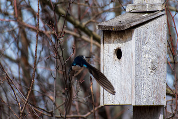 Tree Swallow in Flight