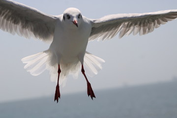 shy high with the mighty sea gull