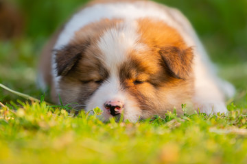 cute elo puppy sleeps on the lawn