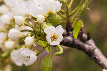 Beautiful flowers on the apple tree in nature, Blossoming of cherry flowers in spring time , natural floral seasonal background