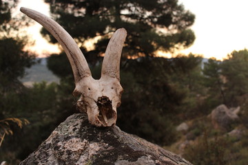 close up animal real goat skull found in the mountains on a rock