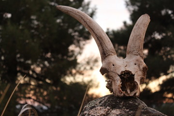 close up animal real goat skull found in the mountains on a rock