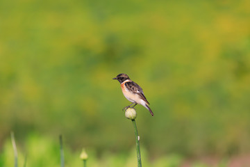 Siberian Stonechat sitting in a flower