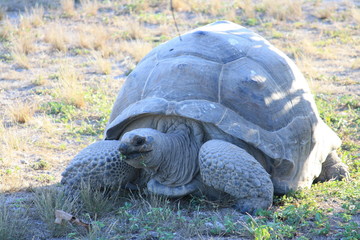 turtle on the grass