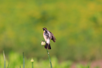 Siberian Stonechat sitting in a flower