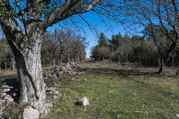 Fototapete bei efototapeten.de bestellen   