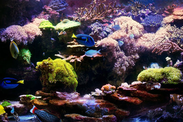 Colorful underwater world with living corals and tropical fish (regal tangs or blue tangs)