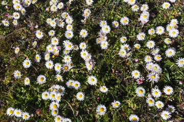 Common daiseis all over © olandsfokus