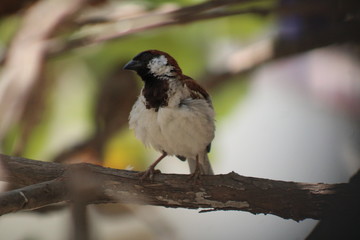Gotcha birdee 