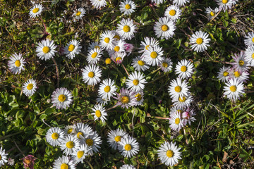 Common daisies in a background image © olandsfokus