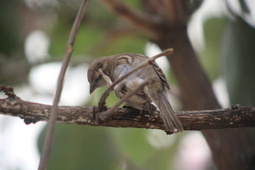 a small sparrow