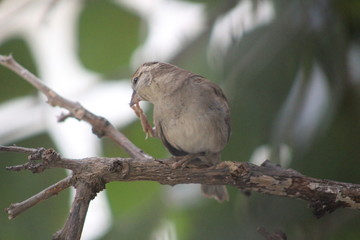 Sparrow