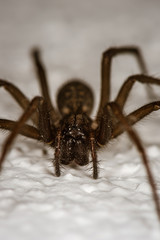 The detailed macro image of a big brown domestic house spider on the white wall