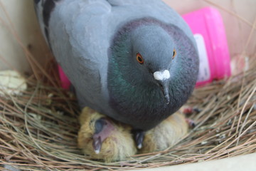dove in the nest