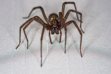 The detailed macro image of a big brown domestic house spider on the white curtain