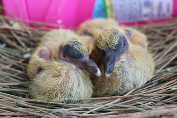 little siblings