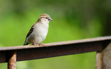 sparrow on the fence
