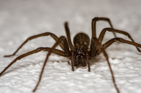 The detailed macro image of a big brown domestic house spider on the white wall