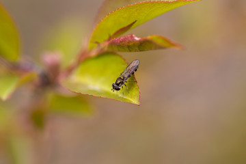 Wild wasp on a green leaf of a tree.