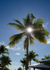 Fototapeta na wymiar Coconut trees with blue sky background