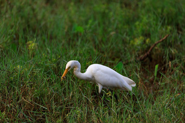 Great Egret in Beach / Fishing