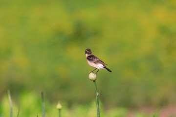 Siberian Stonechat sitting in a flower