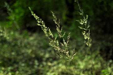 Samotne źdźbła trawy. Zielone tło. © gkjohn
