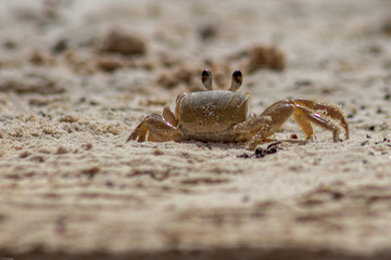 Crab on a beach