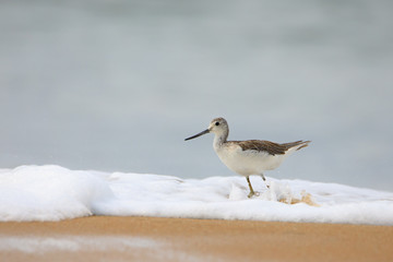 Common greenshank finding food in beach