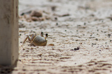 Crab on a beach