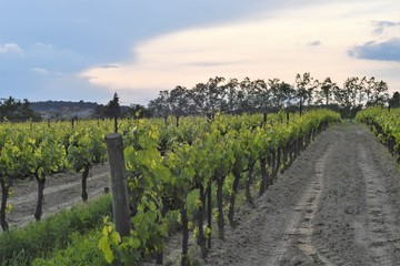 viña emparrada penedes en abril